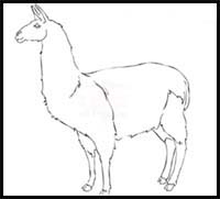 How to Draw a Llama Step by Step Easy for Beginners/Kids