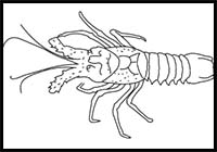 How to Draw a Spiny Lobster