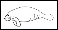 How to Draw a West Indian Manatee