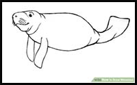 How to Draw Manatees