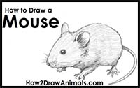 How to Draw a Mouse