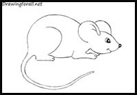 How to Draw a Mouse for Beginners