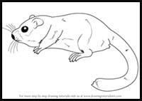 How to Draw a Dormouse
