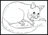 how to draw a possum