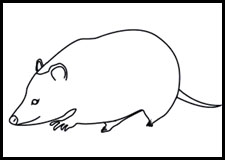 how to draw an American Virginia Opossum