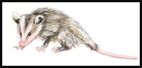 drawing an opossum