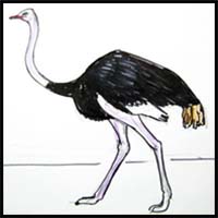 How to Draw an African Ostrich