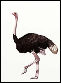 How to Draw Cartoon Ostriches & Realistic Ostriches : Drawing Tutorials &  Drawing & How to Draw Ostriches Drawing Lessons Step by Step Techniques for  Cartoons & Illustrations