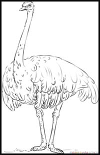 How to Draw a Realistic Ostrich