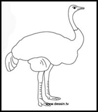 Drawing Ostrich