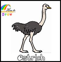 How to Draw an Ostrich Easy Step by Step