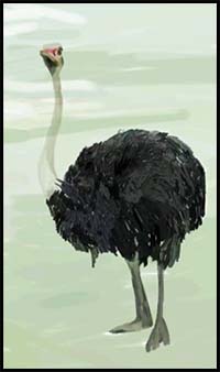 How to Draw an Ostrich