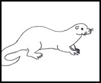 How To Draw A Sea Otter Step By Step Easy