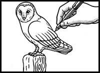how to draw a barn owl