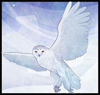 how to draw a snowy owl