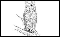 how to draw a realistic owl