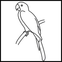 How to Draw a Parrot  HowStuffWorks
