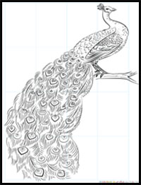 how to draw a peacock