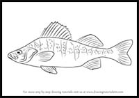 How to Draw a Yellow Perch