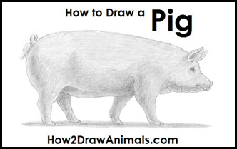 How to Draw a Pig