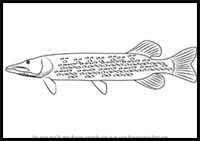 How to Draw a Pike