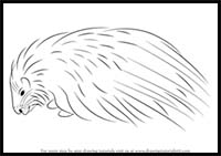 How to Draw a Crested Porcupine