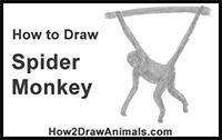 how to draw a spider monkey