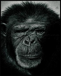 how to draw a chimpanzee