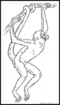 how to draw a spider monkey