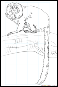 how to draw a golden lion tamarin monkey