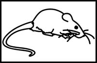 How to Draw a Rock Rat