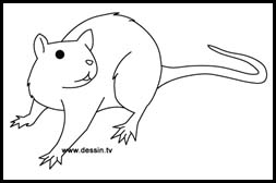 Drawing Rat