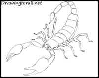 Scorpion Drawing Images  Browse 35863 Stock Photos Vectors and Video   Adobe Stock
