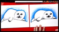 How to Draw a Baby Seal