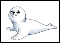How to Draw a Baby Seal