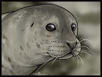 How to Draw Seals