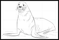 How to Draw a Brown Fur Seal