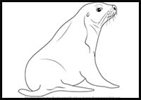 How to Draw an Australian Sea Lion