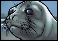 How to Draw a Seal Head
