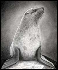 How to Draw a Realistic Seal, Cape Fur Seal