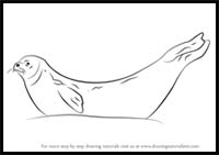 How to Draw a Weddell Seal