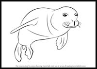 How to Draw a Hawaiian Monk Seal