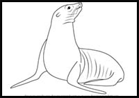 How to Draw a California Sea Lion