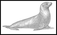 Sea Lion Coloring Pages - Free Printable Coloring Pages for Kids