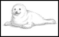 How to Draw a Seal Pup (Harp Seal)