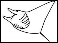 How to Draw a Manta Ray