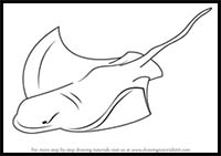 How to Draw a Bat Ray