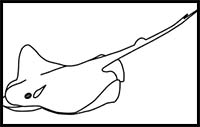 How to Draw a Bat Ray