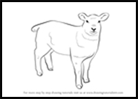 Step by Step Drawing Tutorial on How to Draw a Sheep