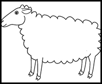 Drawing Sheep